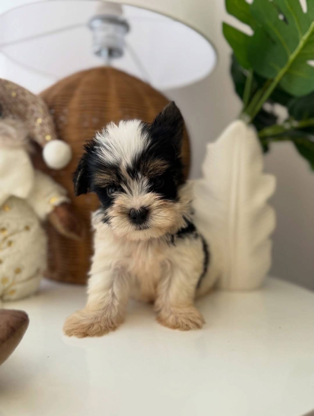 Yorkshire Terrier Puppy