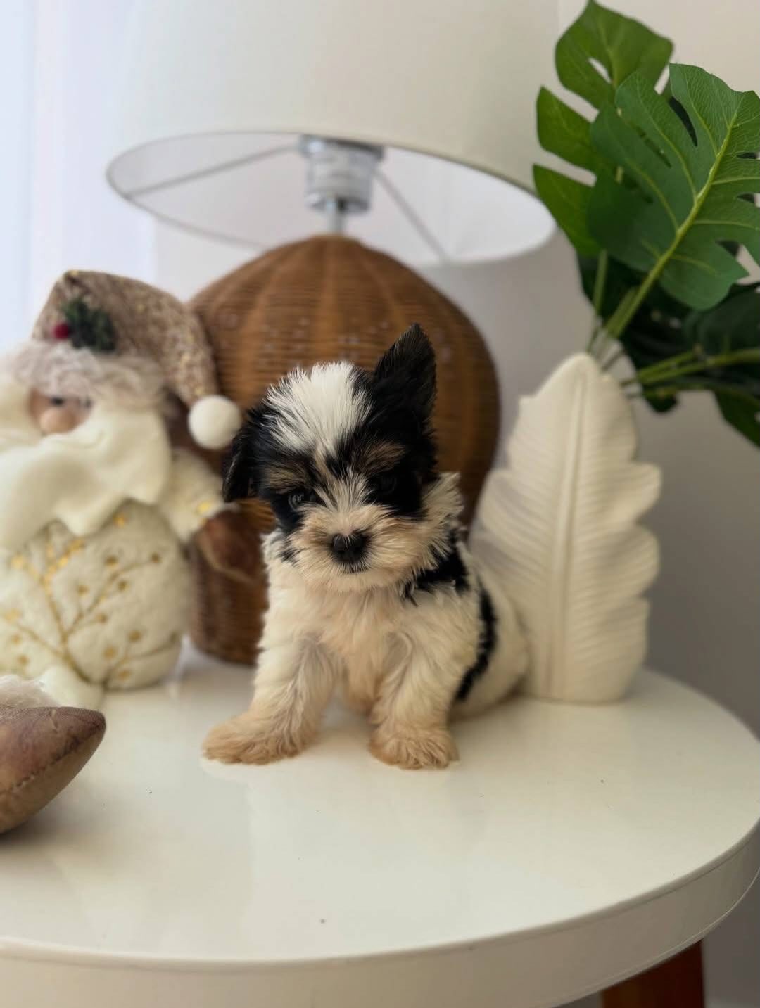 Yorkshire Terrier Puppy - Image 4
