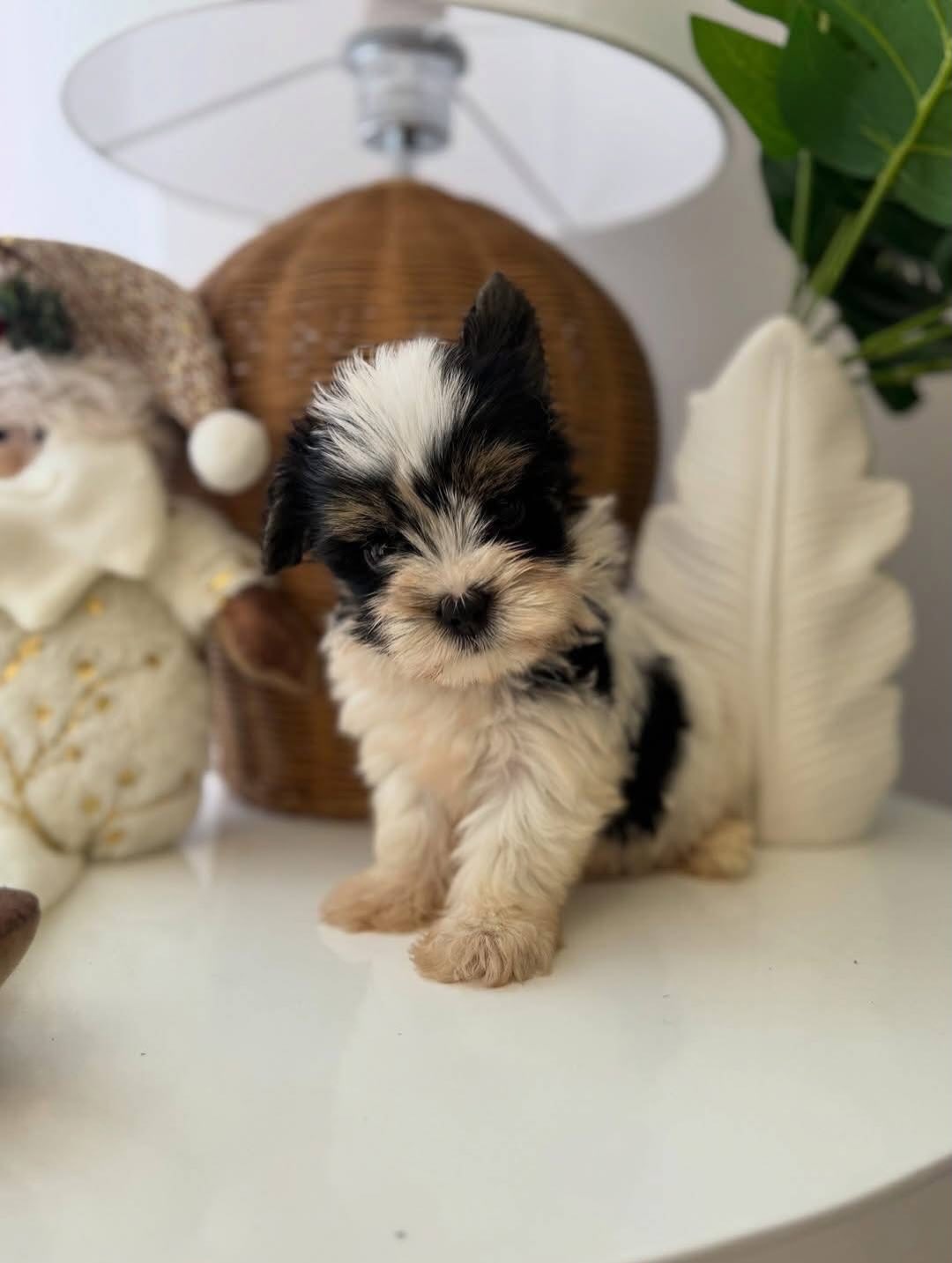 Yorkshire Terrier Puppy - Image 2