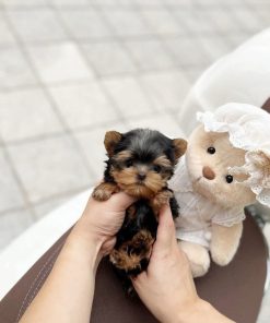 Tiny Teacup Yorkie Puppy Near Me