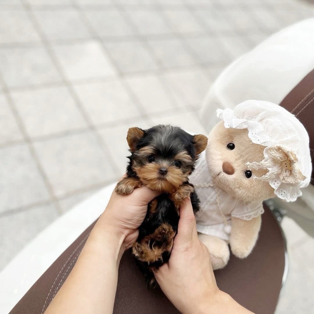 Tiny Teacup Yorkie Puppy Near Me