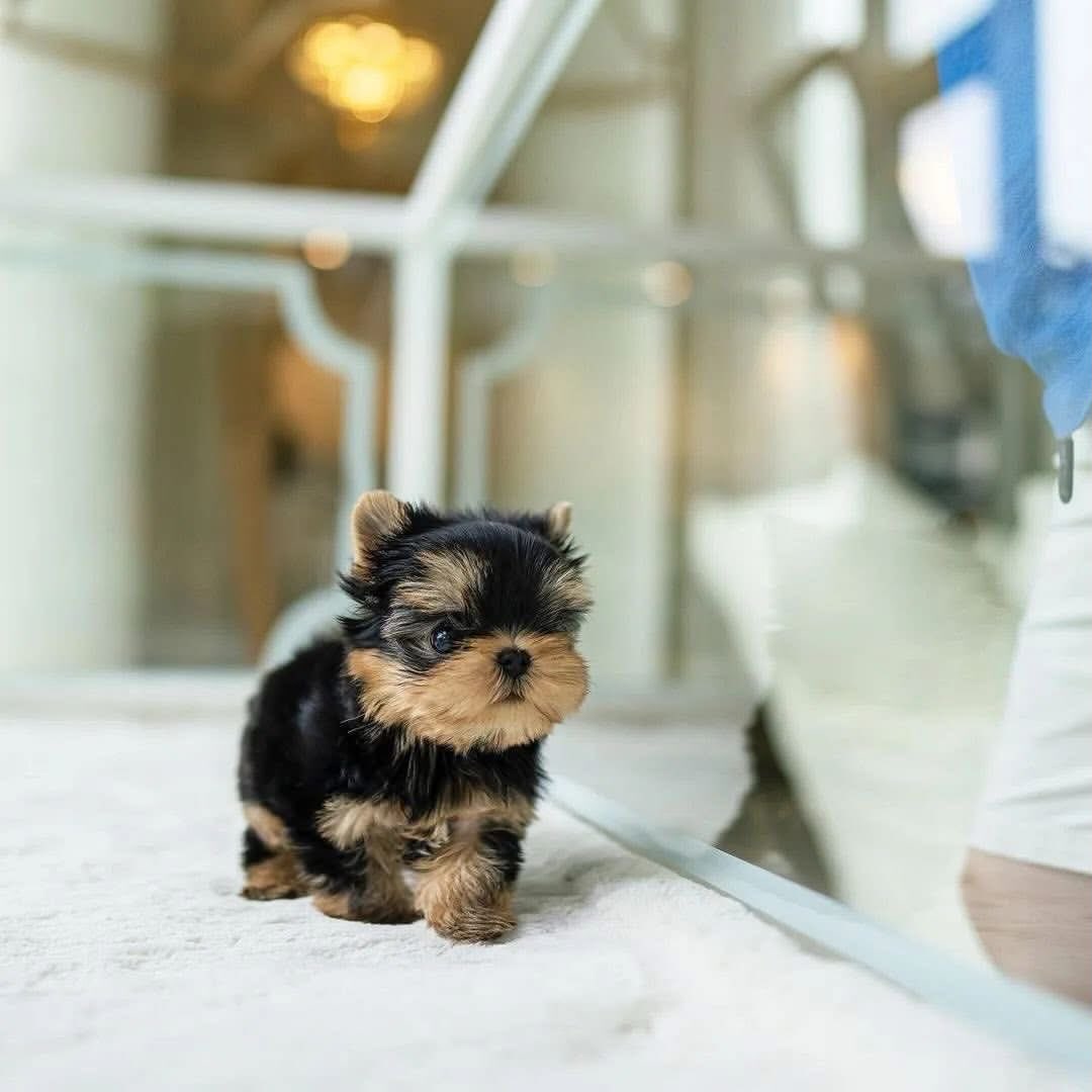Tiny Teacup Yorkie Puppy Near Me - Image 3