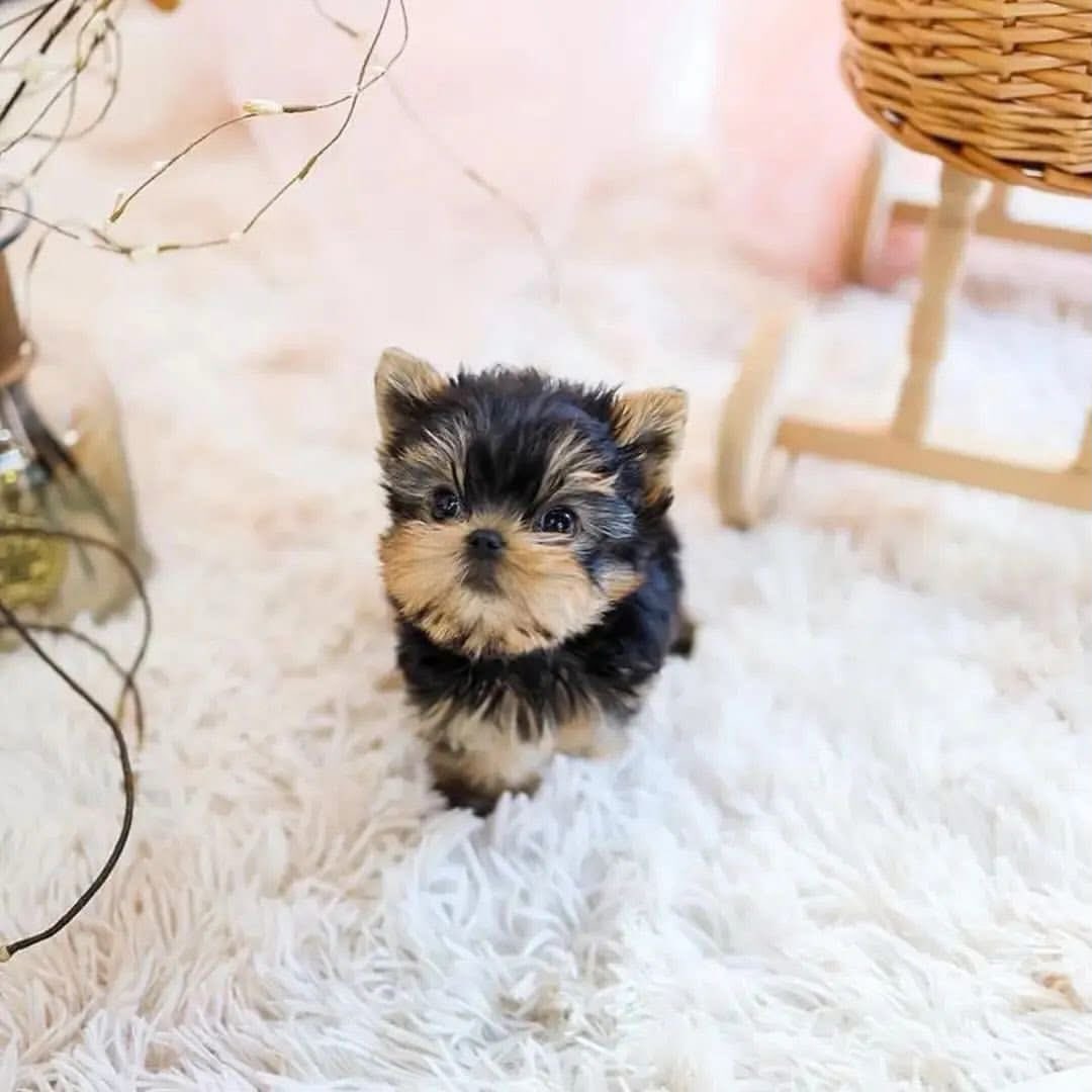 Tiny Teacup Yorkie Puppy Near Me - Image 2