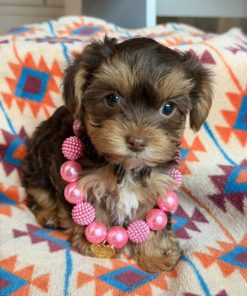 Available Yorkie for Adoption