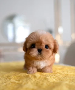 Female Teacup Maltipoo Puppy Near Me