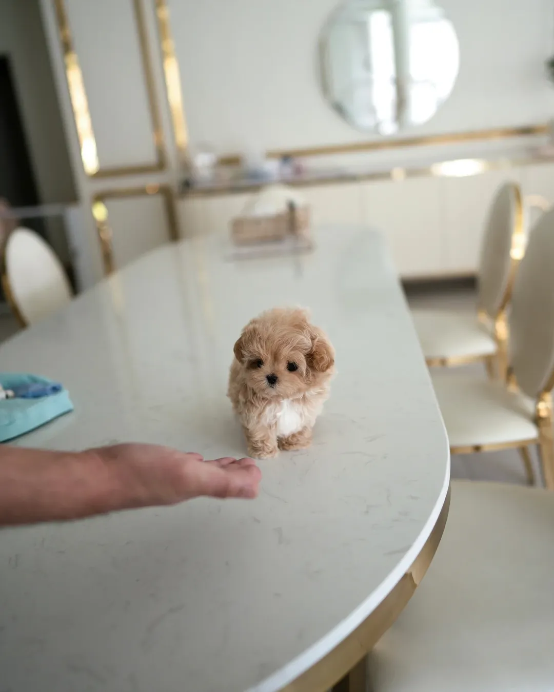 Tiny Maltipoo Puppy - Image 3