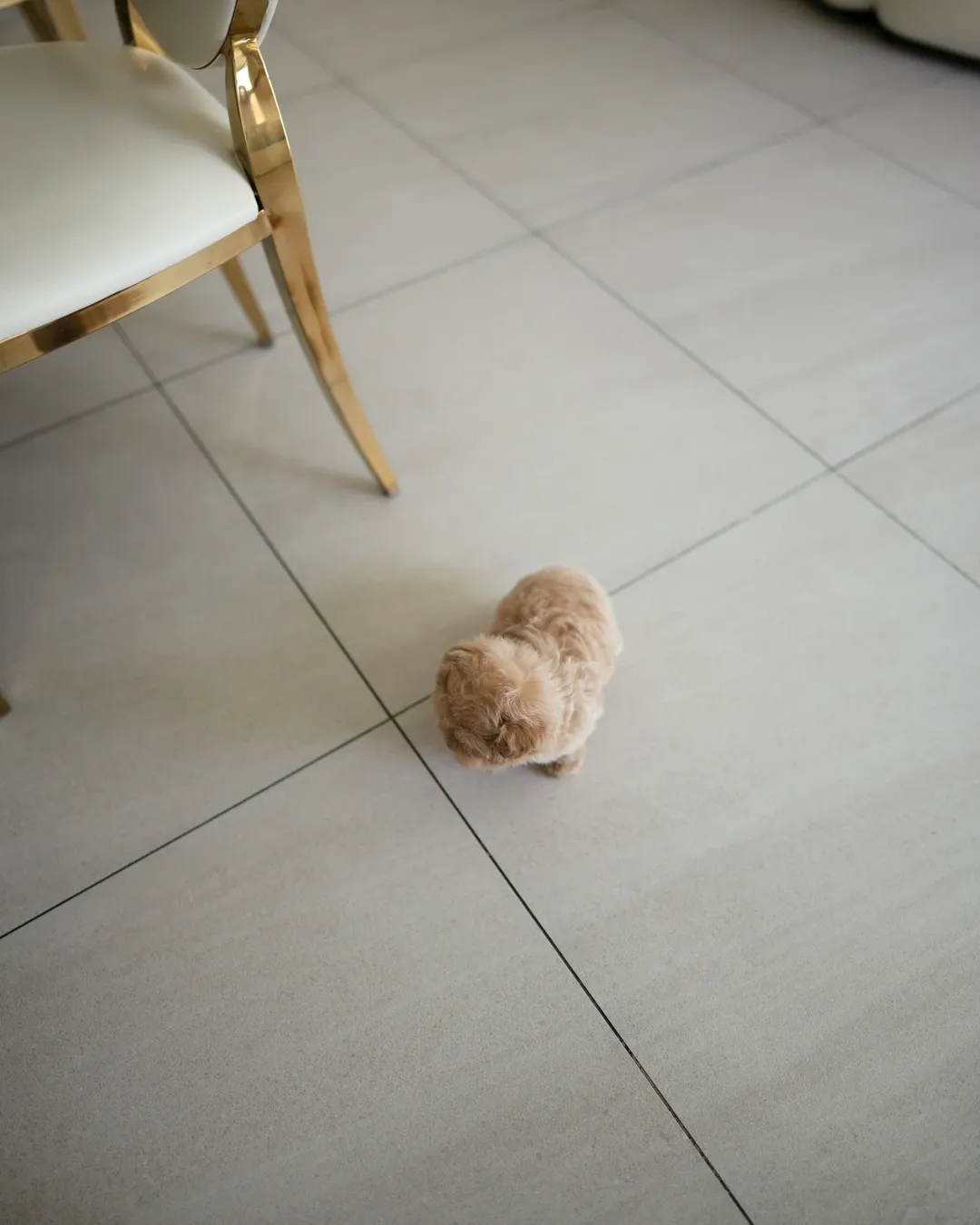 Tiny Maltipoo Puppy - Image 2