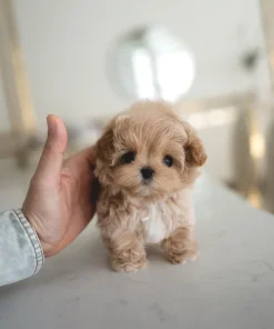 Tiny Maltipoo Puppy