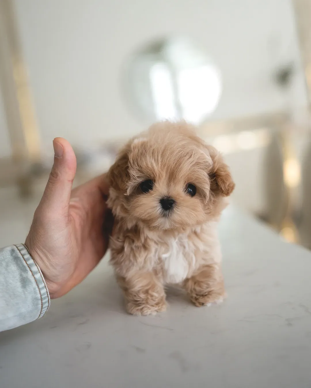 Tiny Maltipoo Puppy