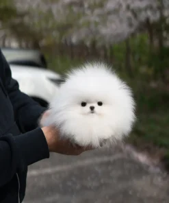 Available Pomeranian Puppy Near Me