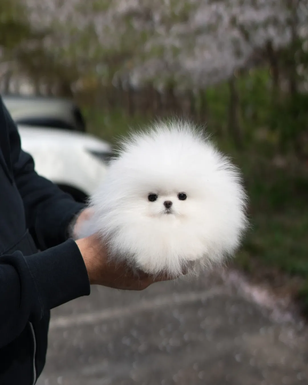 Available Pomeranian Puppy Near Me