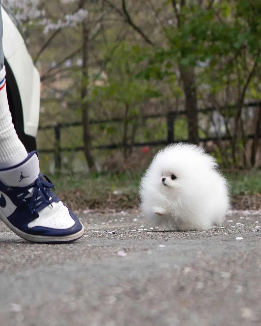Available Pomeranian Puppy Near Me - Image 3