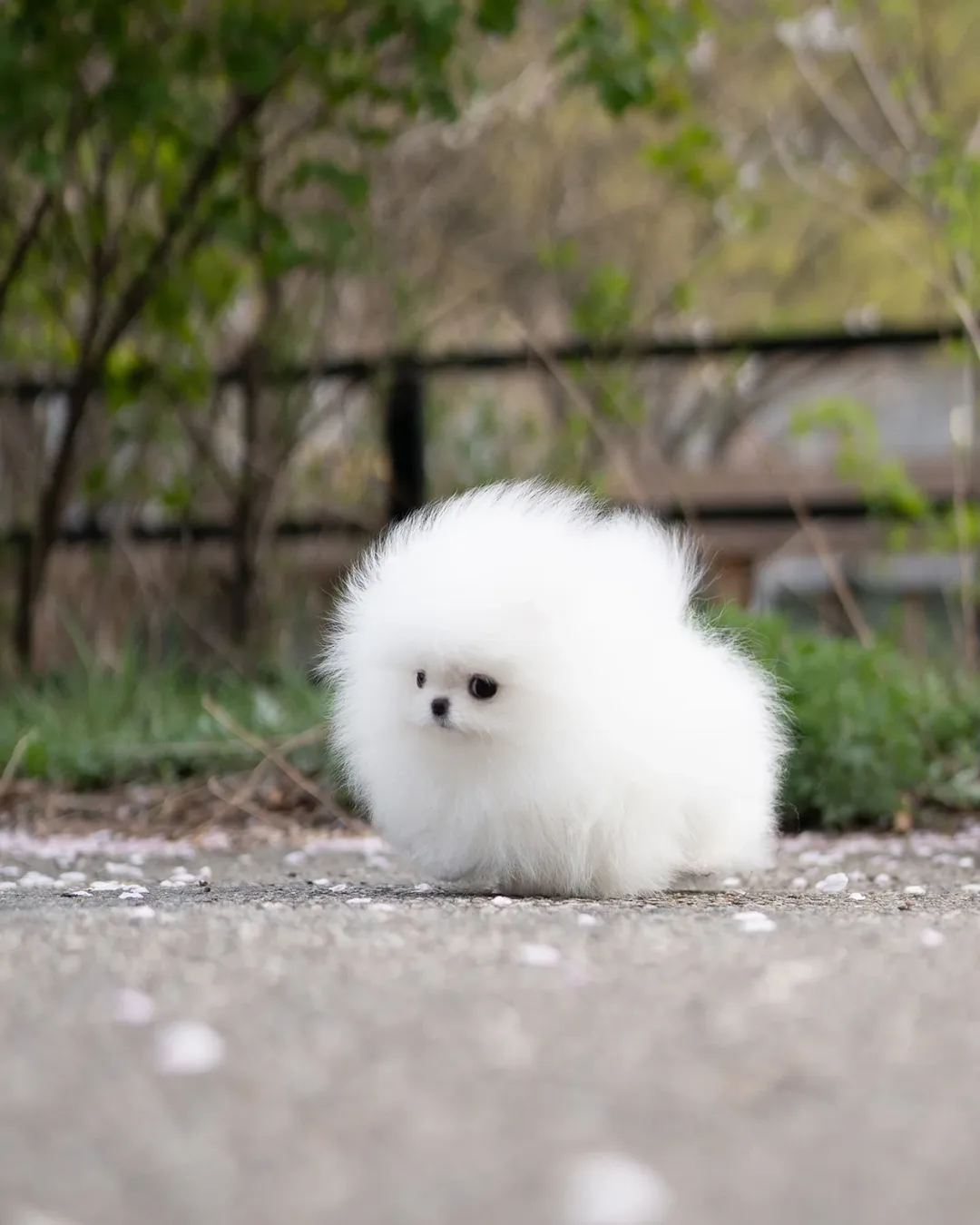 Available Pomeranian Puppy Near Me - Image 2