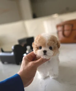 White Parti Maltipoo Puppy Near Me