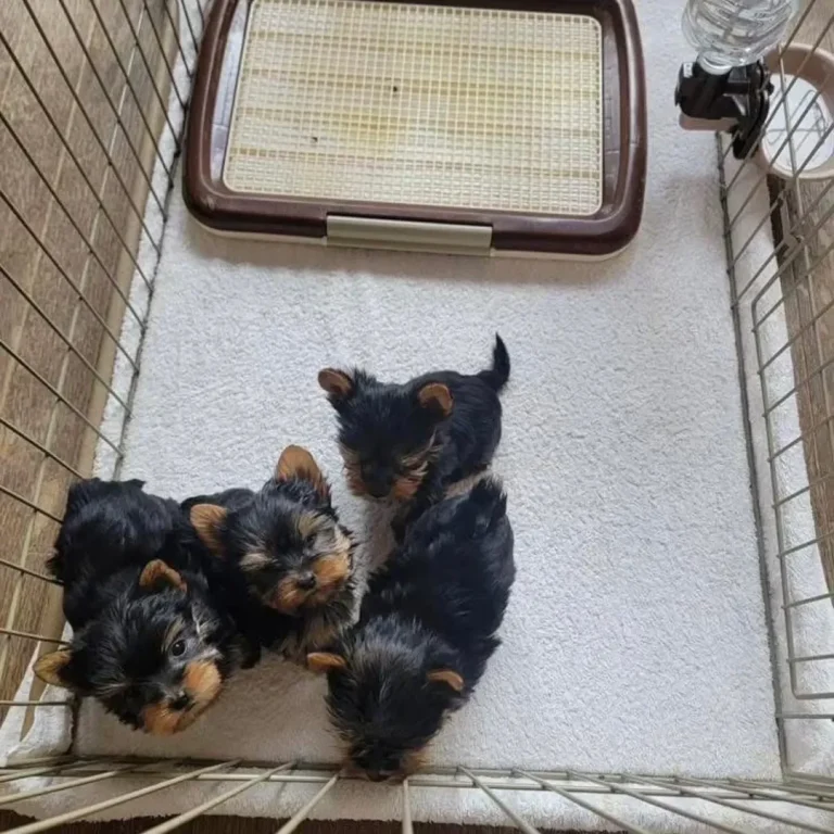 Teacup Yorkie Puppies for Sale Near Me 2026