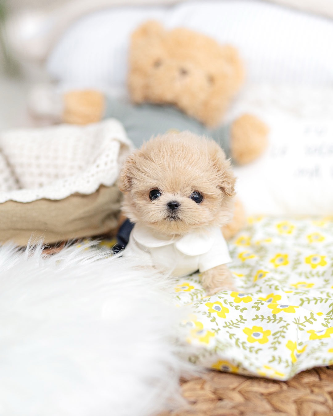 Cute Teacup Maltipoo Puppy for Rehoming - Image 2