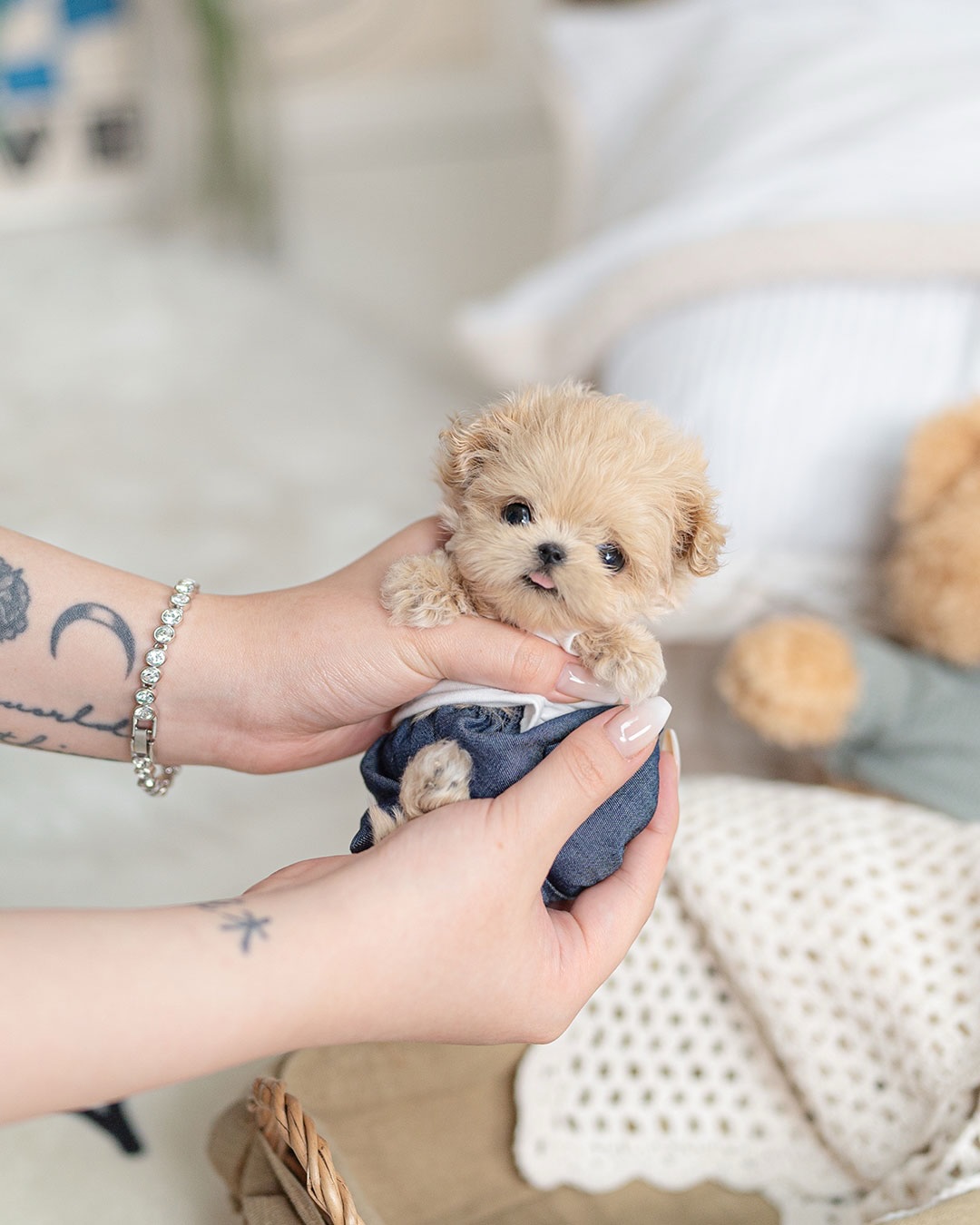 Cute Teacup Maltipoo Puppy for Rehoming - Image 3