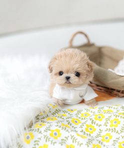 Cute Teacup Maltipoo Puppy for Rehoming