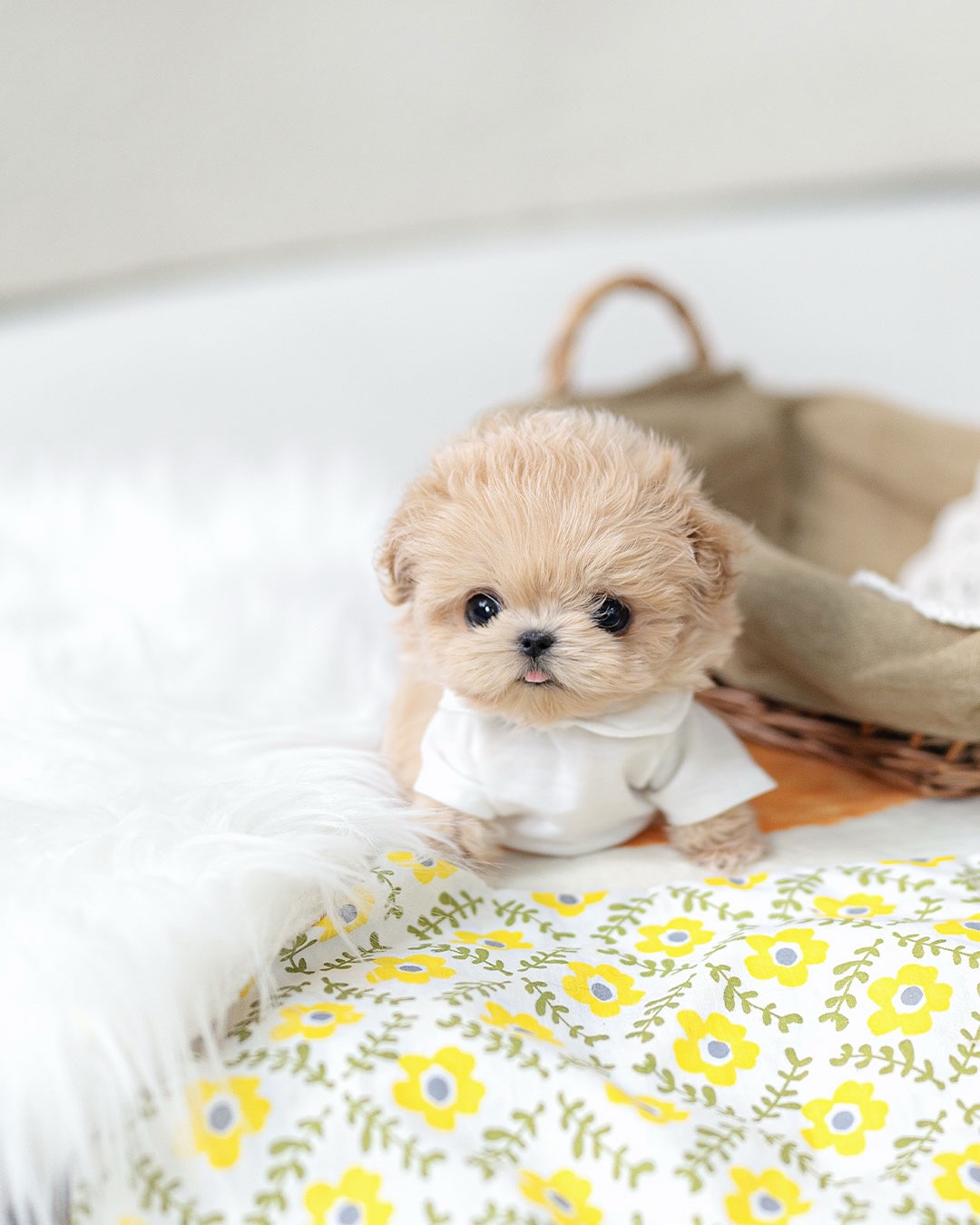 Cute Teacup Maltipoo Puppy for Rehoming