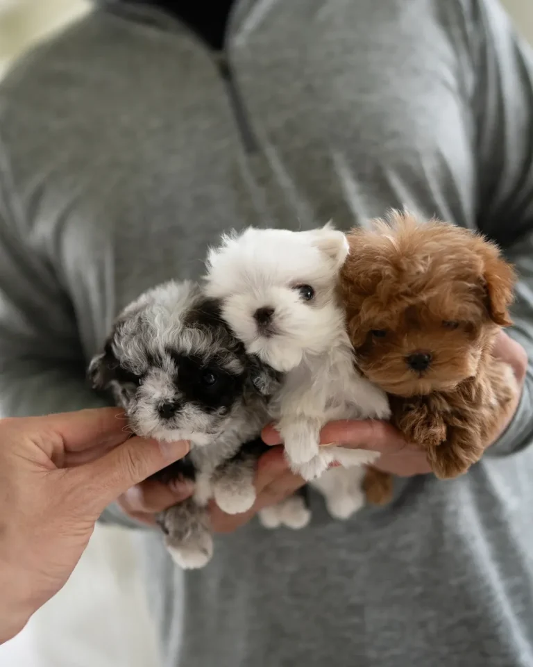 Affordable Teacup Puppies Under $1000