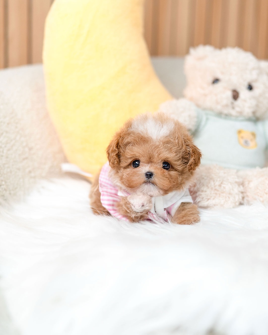 AKC Registered Mini Maltipoo Puppy Available for Rehoming - Image 3