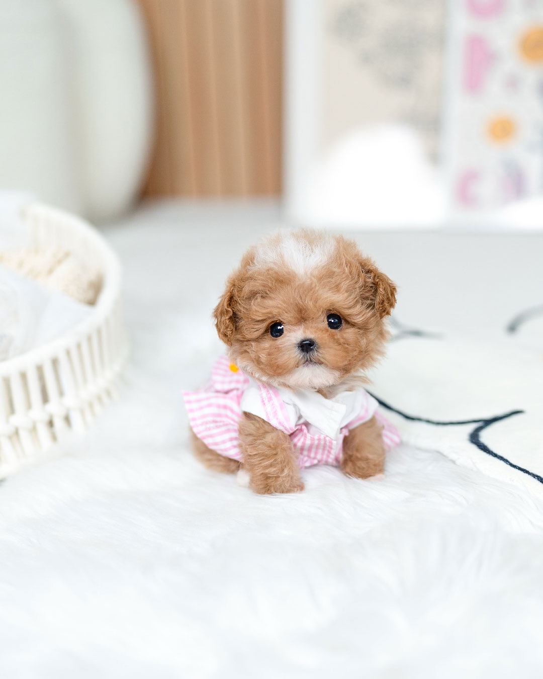 AKC Registered Mini Maltipoo Puppy Available for Rehoming - Image 2