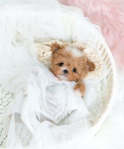 AKC Registered Mini Maltipoo Puppy Available for Rehoming