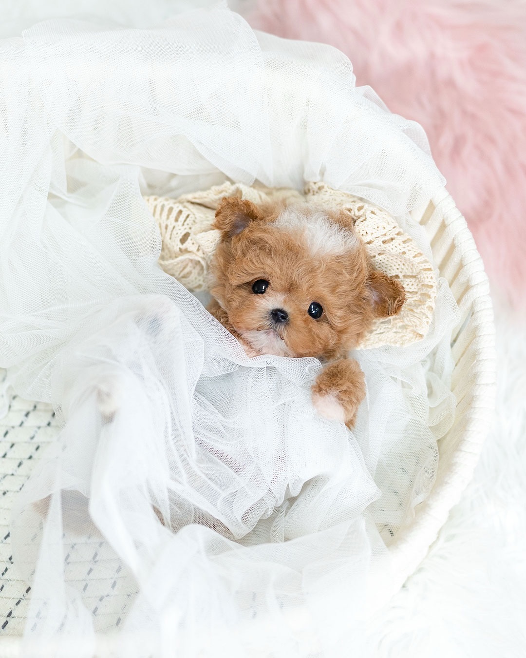 AKC Registered Mini Maltipoo Puppy Available for Rehoming