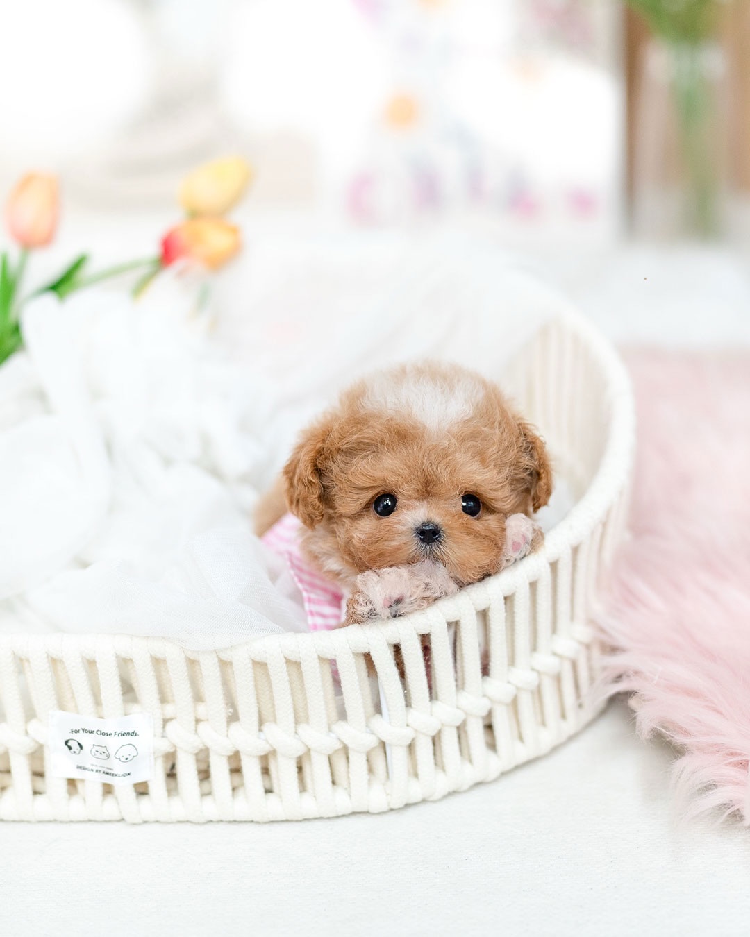 AKC Registered Mini Maltipoo Puppy Available for Rehoming - Image 4