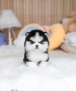 Pomsky for Sale