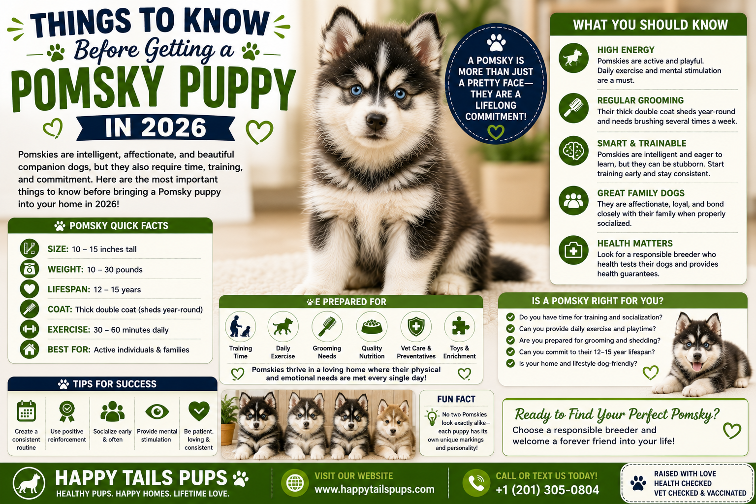Things to Know Before Getting a Pomsky Puppy in 2026