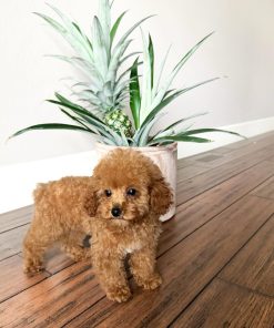 Poodle for Sale