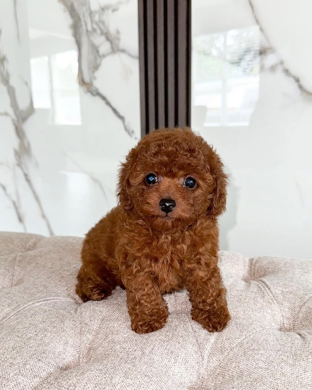 Toy Poodle for Sale - Image 2
