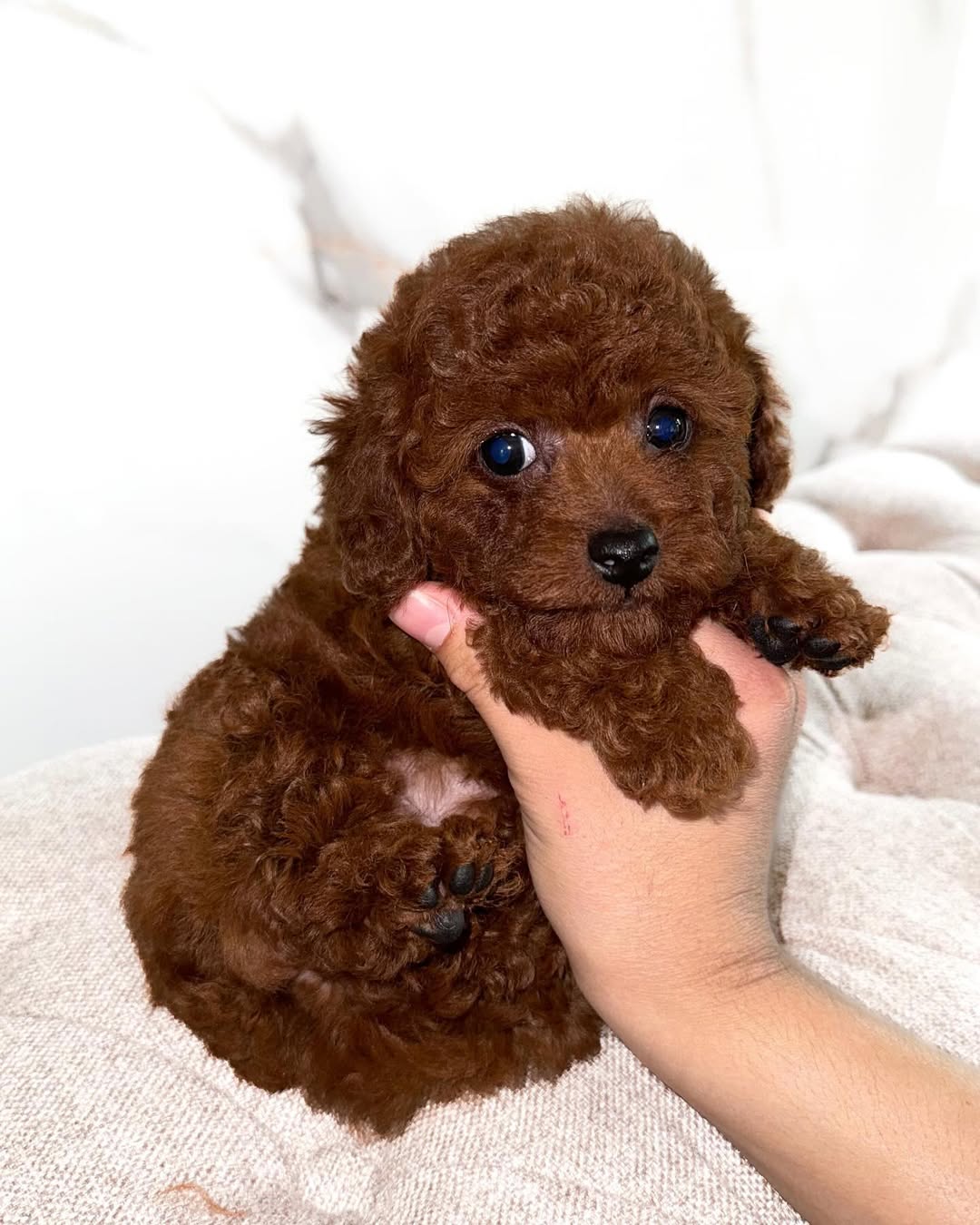 Toy Poodle for Sale - Image 3