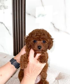 Toy Poodle for Sale