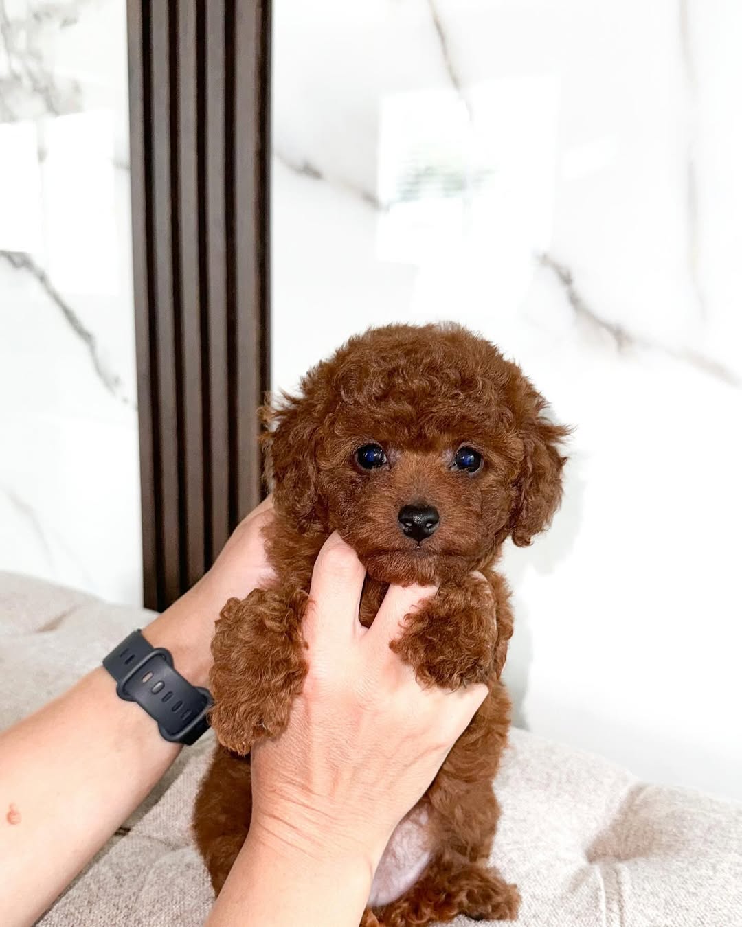 Toy Poodle for Sale