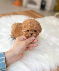 Teacup Toy Poodle