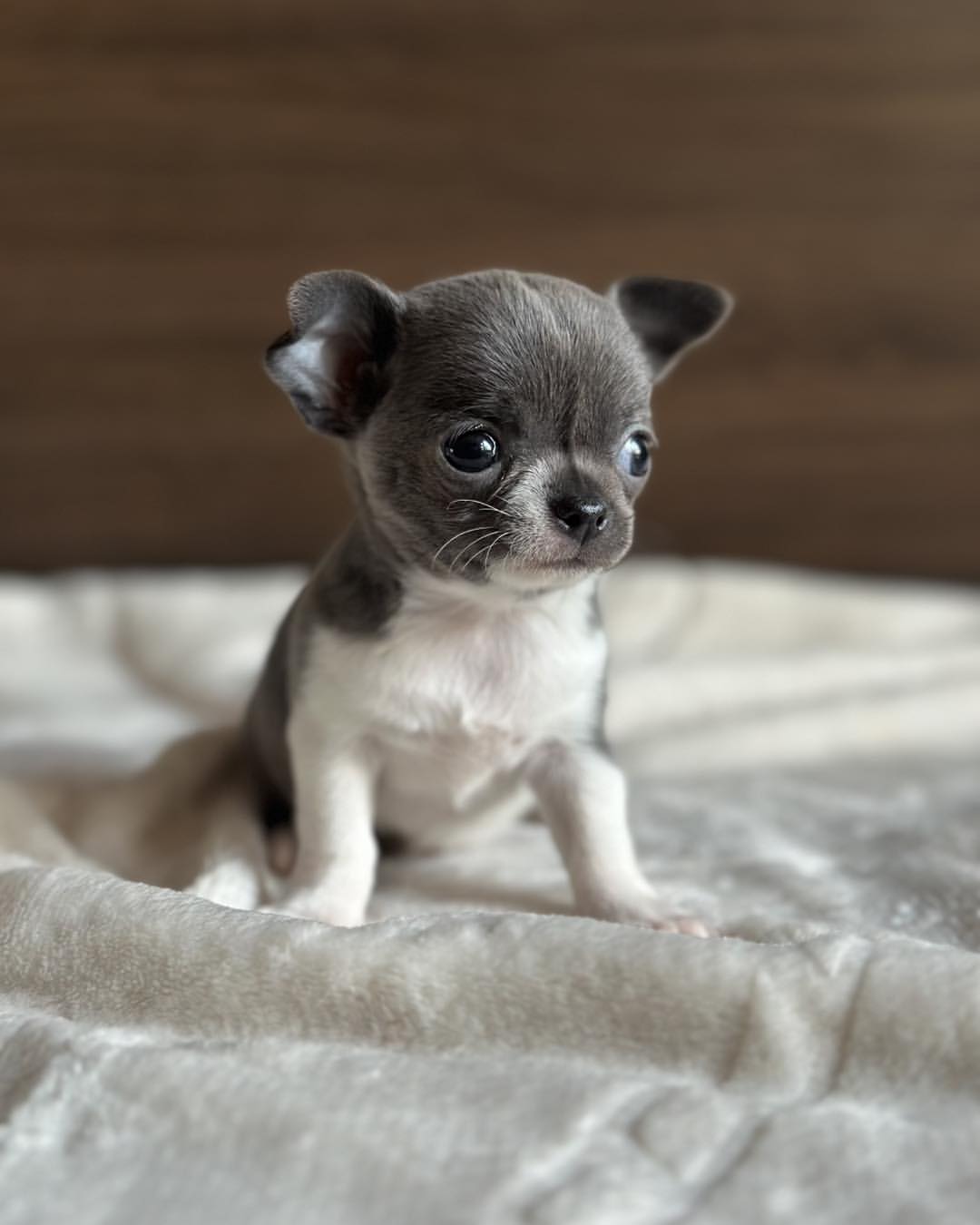Apple Head Chihuahua for Sale - Image 2