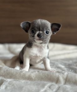 Apple Head Chihuahua for Sale