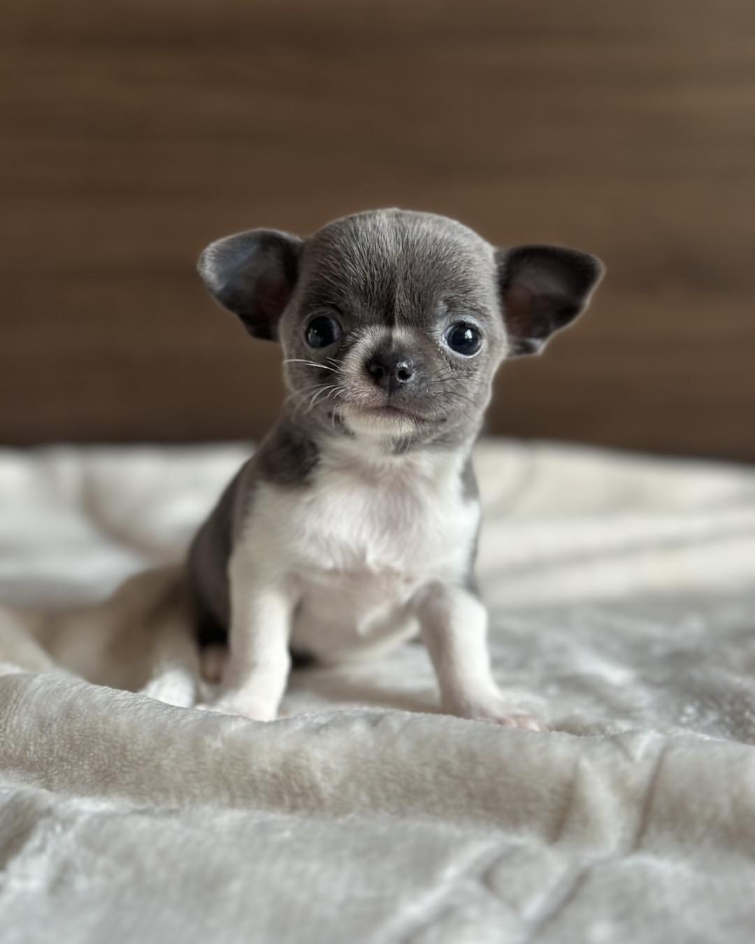 Apple Head Chihuahua for Sale