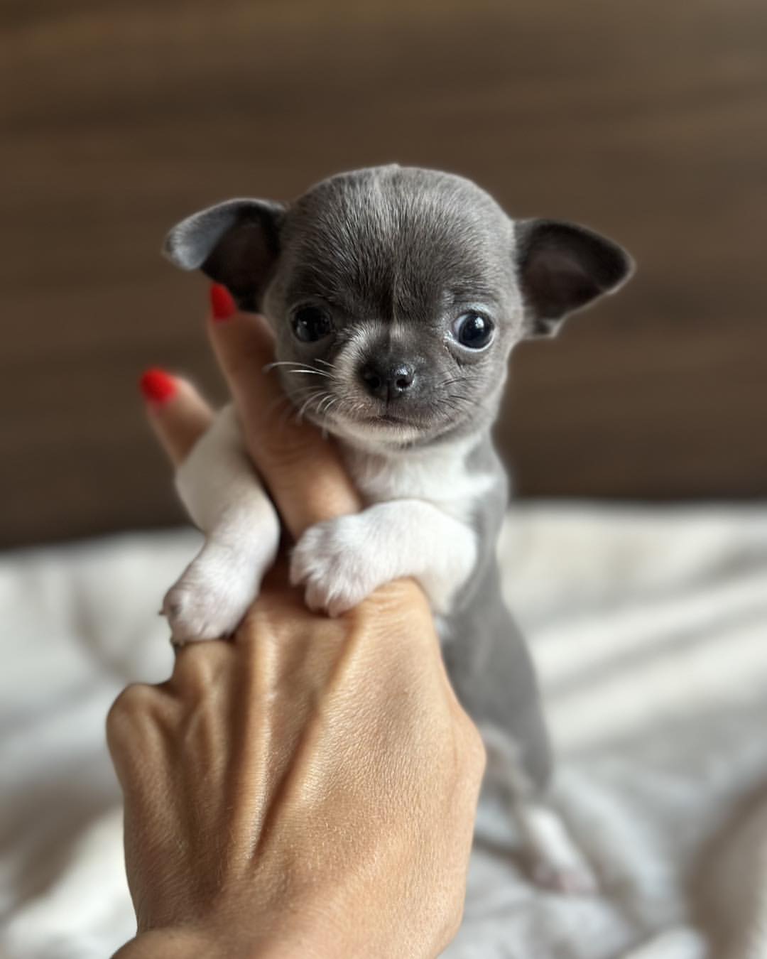Apple Head Chihuahua for Sale - Image 3