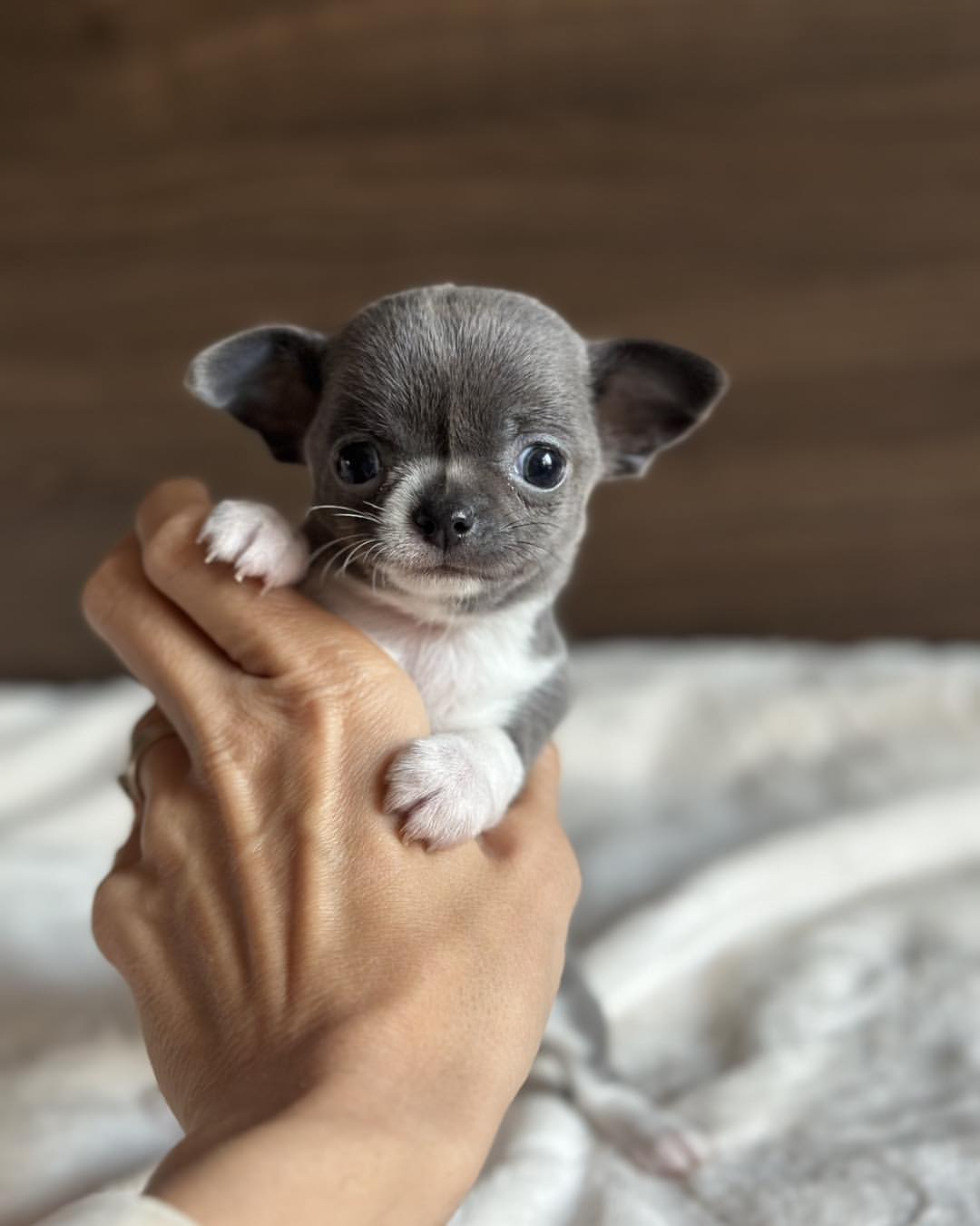 Apple Head Chihuahua for Sale - Image 4