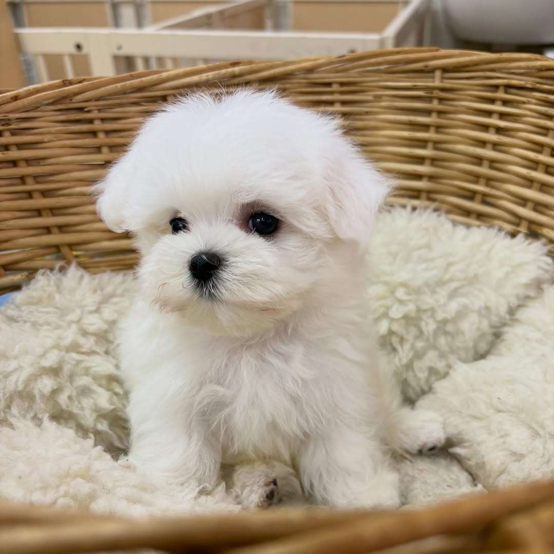 Teacup Maltese for Sale - Image 4