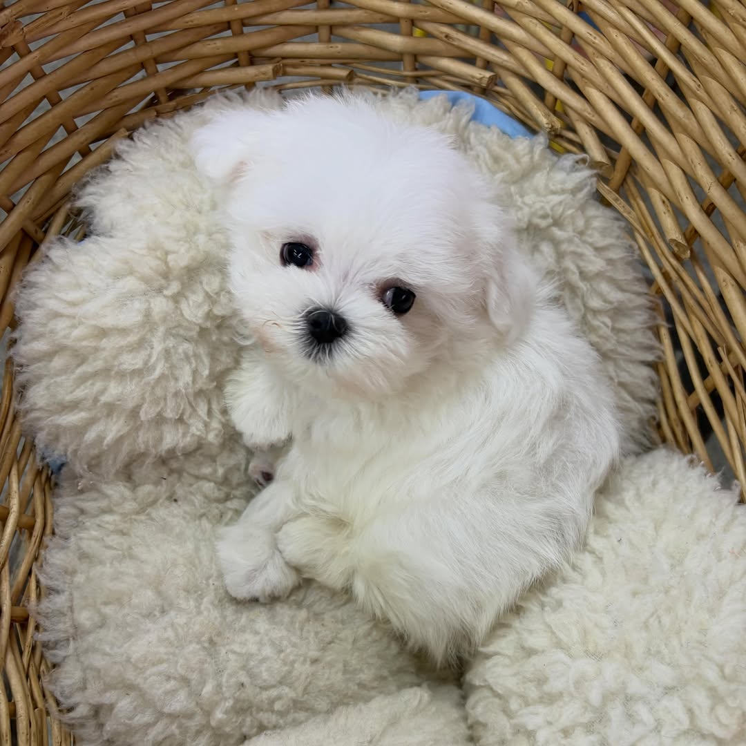 Teacup Maltese for Sale - Image 3