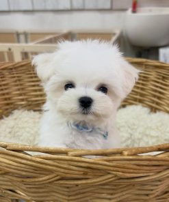 Teacup Maltese for Sale