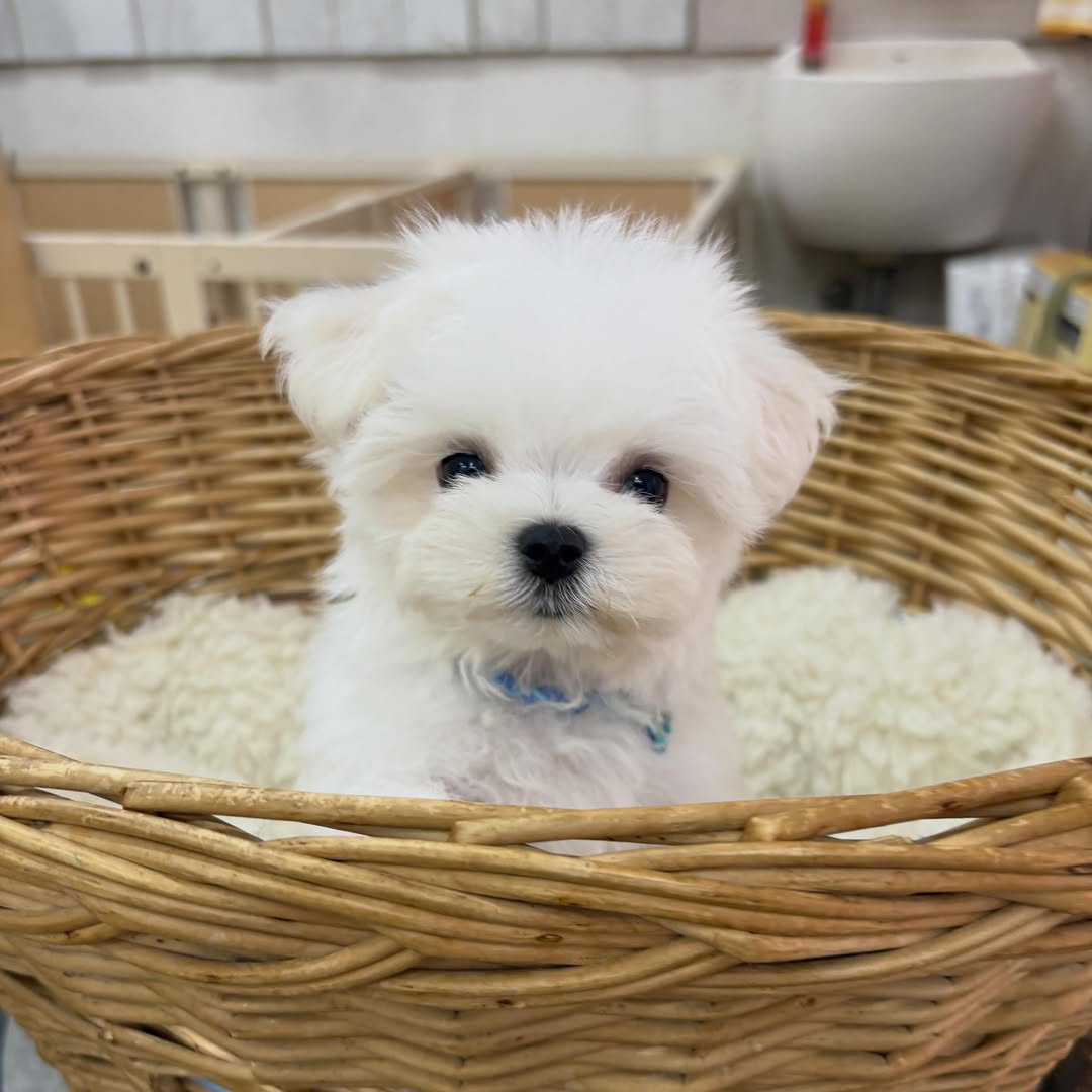 Teacup Maltese for Sale