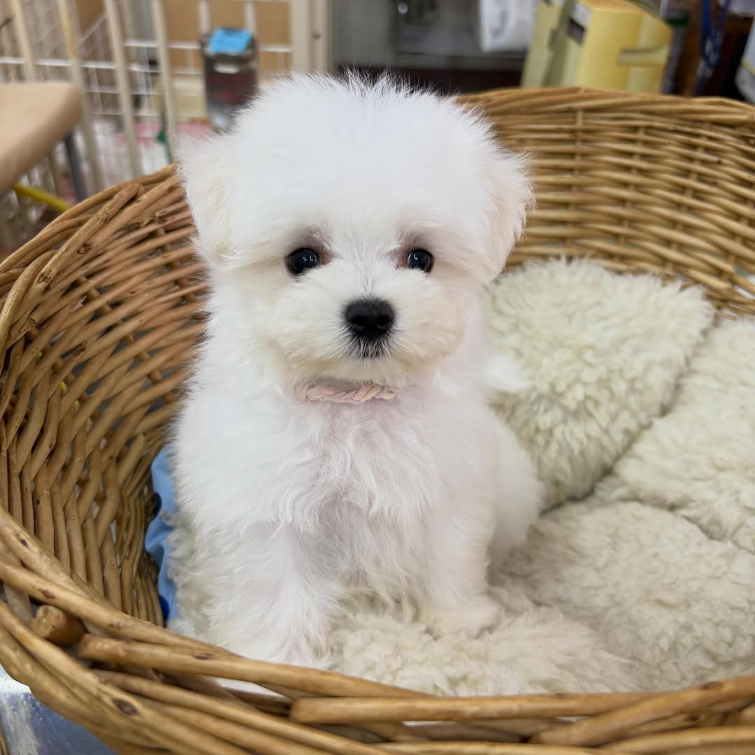 Teacup Maltese for Sale - Image 2