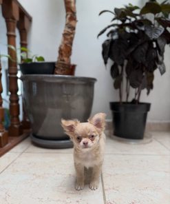 Apple Head Chihuahua for Sale Near Me