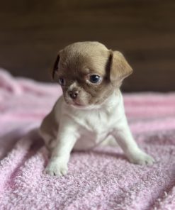 Chihuahua for Adoption