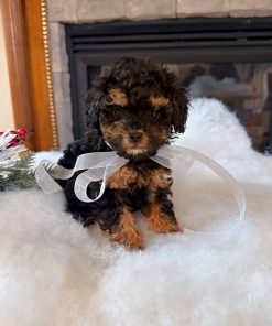 Teacup Poodle Puppy for Sale